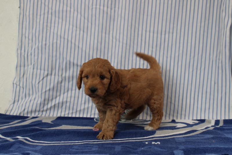puppy, for, sale, Mini Golden Doodle F1, Matthew B. Stoltzfus, dog, breeder, Gap, PA, dog-breeder, puppy-for-sale, forsale, nearby, find, puppyfind, locator, puppylocator, aca